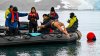 Insólito: “La Sirena de Hielo” nada 1.5 millas en las aguas heladas del Antártico