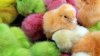 Vender pollitos teñidos o conejos como regalos de Pascua es ilegal en San Antonio