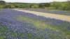 ¿Por qué florecen las bluebonnets en las carreteras de Texas?