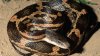 Parece peligrosa, pero no lo es: esta serpiente puede ser tu aliada en Texas