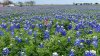 ¿Es tóxica la flor bluebonnet en Texas? Esto es lo que dicen expertos