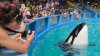 Orca Lolita regresará al mar: este es el plan para reubicarla tras 50 años de cautiverio