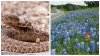 Salen las flores y también las serpientes en Texas: así da el inicio la primavera