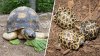 En imágenes: tortuga de zoológico de Texas se convierte en padre a los 90 años