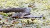 Captan serpiente devorando un pez en popular parque del centro de Texas