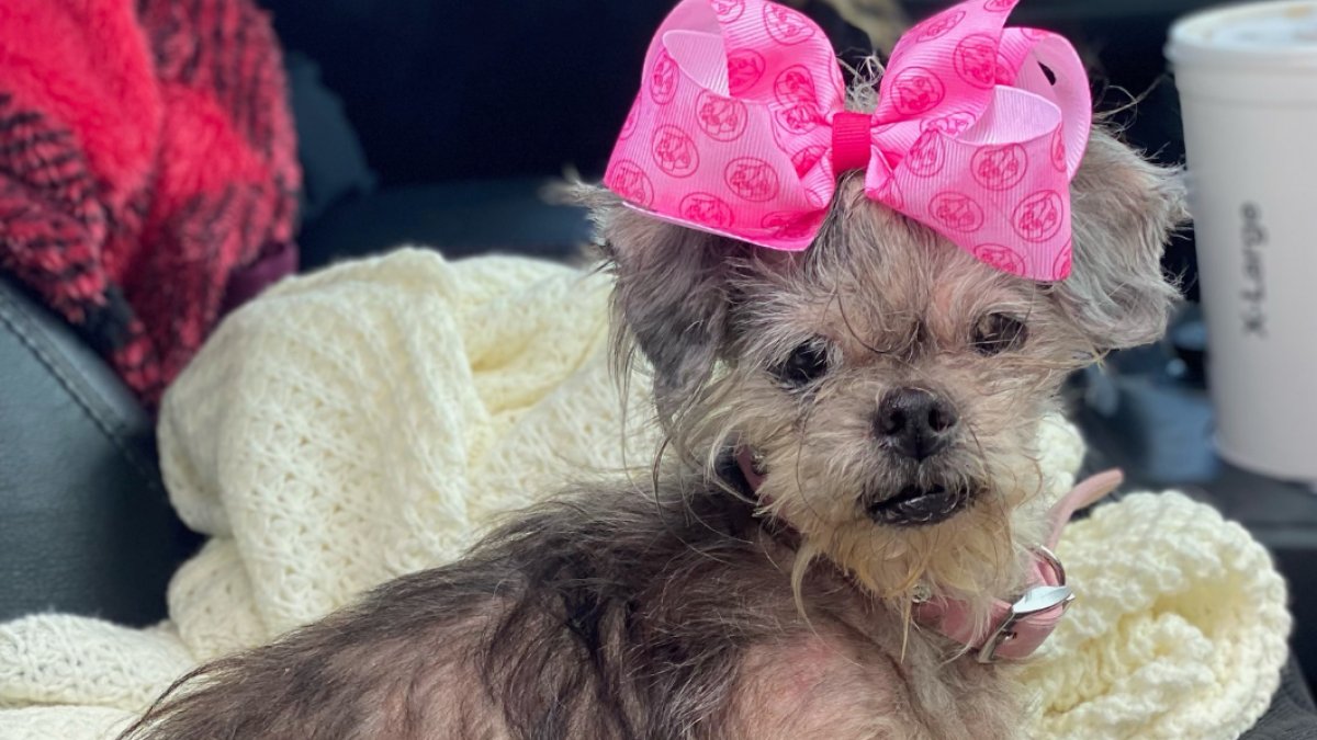 Familia canadiense adopta a perrita ciega de Texas Telemundo San Antonio (60)