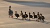 Terrible muerte: ayuda a una familia de patos a cruzar la calle, pero fallece atropellado