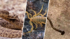 Serpientes, gusanos y escorpiones: algunos de los animales que salen tras las lluvias en Texas