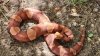 Linda, pero peligrosa: encuentran serpiente cobre con una gran actitud en Texas