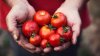 Los productos de tomate enlatados podrían escasear y estar a precios más altos este verano