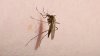 Hallan dos casos de mosquitos positivos con virus del Nilo Occidental en el área de San Antonio