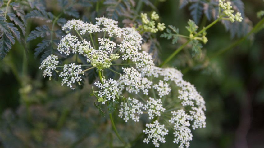 close up wild white flowers of hemlock plant