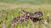 Lo que debes saber sobre las serpientes durante las altas temperaturas en Texas