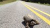 ¿Has visto más tortugas cruzando la carretera? Esta es la razón