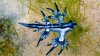 Se ven curiosos, pero pueden ser peligrosos: advierten sobre “dragones azules” en Texas