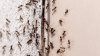 ¿Hay más hormigas en casa? Esta puede ser la razón