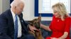 Reporte: uno de los perros de Biden mordió al menos 10 veces a agentes del Servicio Secreto