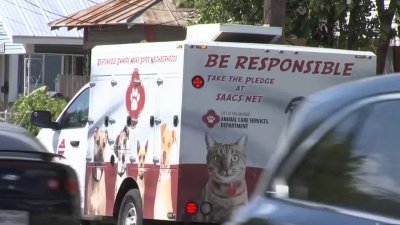 ¿Accidental o provocado? Policía investiga nuevo ataque de perro en San Antonio