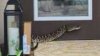 De terror: serpiente cascabel muerde a una repartidora de Amazon cuando dejaba un paquete