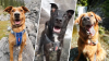 CNBC: fotógrafa encontró “accidentalmente” la forma de ayudar a cientos de perros a ser adoptados