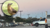 No son cuervos, son zanates: estas son las aves que llenan los estacionamientos de Texas