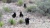 Cuidado con los osos en Texas: autoridades ofrecen medidas de seguridad durante el invierno