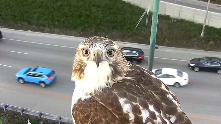 Hawk starring at a traffic camera.