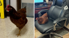 Una buena gallina: la adoptan luego de estar bajo custodia de policía en Texas