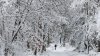 ¿Se recuperan los árboles de la tormenta invernal en Texas? Lo que debes saber