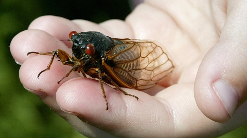 ALEXANDRIA, UNITED STATES:  A child holds up a cicada in Alexandria, Virginia 14 May 2004. The cicadas have emerged after 17 years and they expected to populate the mid-Atlantic area of the United States. AFP Photo/Stephen JAFFE  (Photo credit should read STEPHEN JAFFE/AFP via Getty Images)