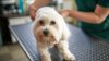 Ofrecen vacunas gratis para mascotas y colocación de microchips en San Antonio