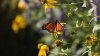 ¿Cómo crear un jardín para mariposas en Texas?