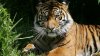 ¿Hay un tigre suelto en San Antonio? Publicación se hace viral en redes sociales