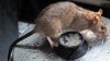 “Están todas drogadas”: ratas comen marihuana incautada en vieja sede policial