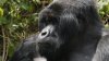 Ocho gorilas tendrán hábitat con vista del horizonte de San Antonio