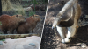 Capibaras llegan al Zoológico de San Antonio: anuncian nuevo hábitat de especies mixtas