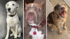 Mapa de perros peligrosos en San Antonio ahora contiene fotos de las mascotas