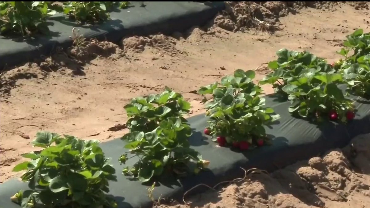 ¿Por qué Poteet, Texas, es la capital de la fresa? Telemundo San Antonio (60)