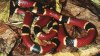 Si la ves, aléjate: alertan a dueños de mascotas sobre serpientes venenosas