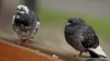 Palomas con enfermedad infecciosa en Texas; cuidado con los bebederos para aves