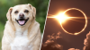 Puedes ver el eclipse con gafas gratis y conocer un amigo de cuatro patas en San Antonio