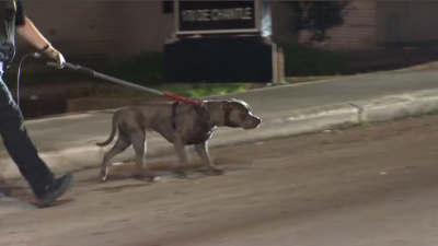 Pit bull ataca a policía en ambos brazos durante operativo en San Antonio
