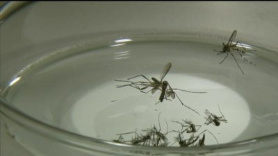 Lo que debes hacer para mantener a los mosquitos fuera del hogar, según expertos