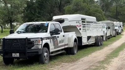 Desmantelan evento de peleas de gallos al sur del condado Bexar