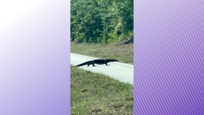 Video: Lagarto monitor de gran tamaño pasea por Florida
