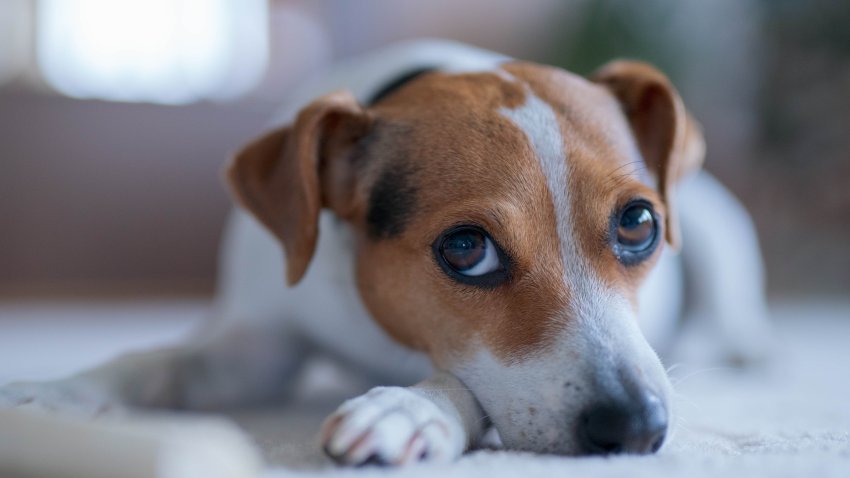 Our family dog relaxing on the floor. This dog breed is called Danish–Swedish farmdog, and has its origin in Denmark and southern Sweden, but has become popular all over Scandinavia.