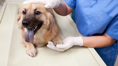 Ofrecen vacunación y colocación de microchips gratis para mascotas en San Antonio