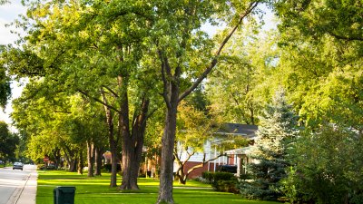 El beneficio económico de tener árboles en los alrededores de la casa