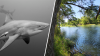 ¿Un tiburón en el Río Guadalupe? Es “técnicamente” posible