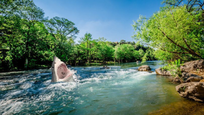 ¿Un tiburón en el Río Guadalupe? Es “técnicamente” posible